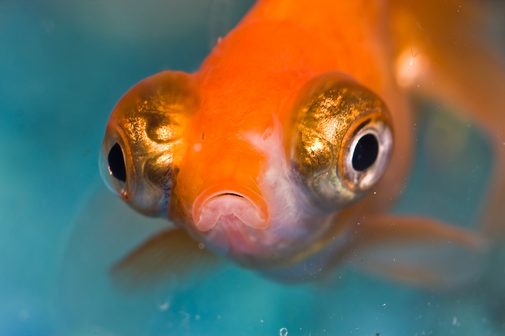 Phishing - photo by Benson Kua used under creative commons